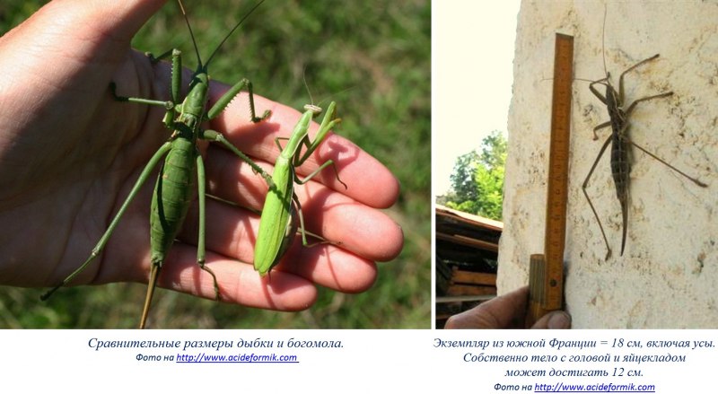 Кузнечик Дыбка