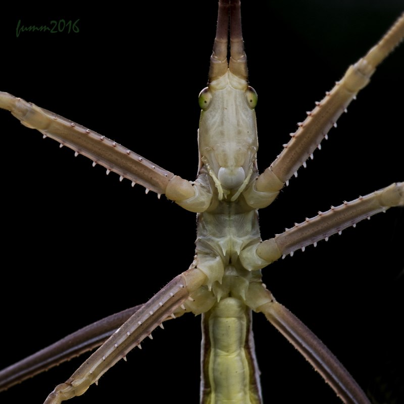 Кобылка Степная Крымская