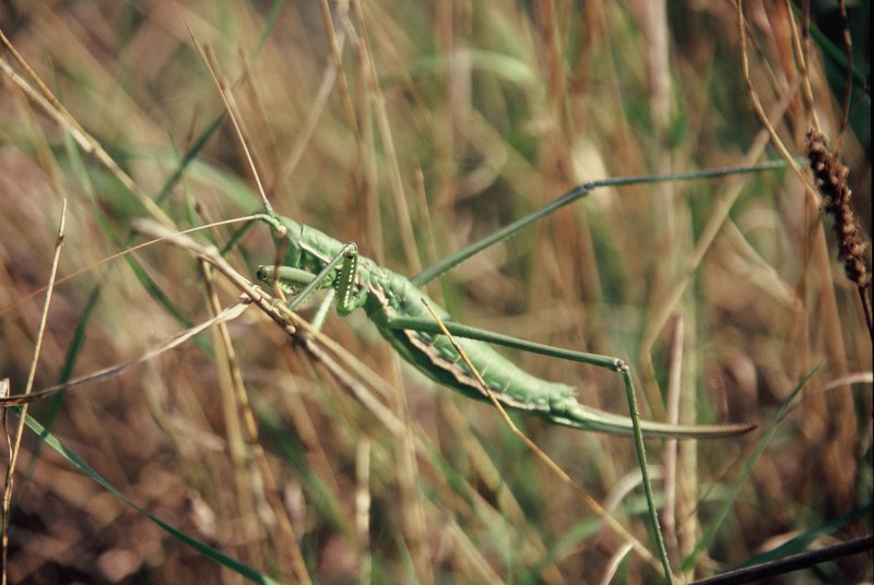 Кузнечик Дыбка