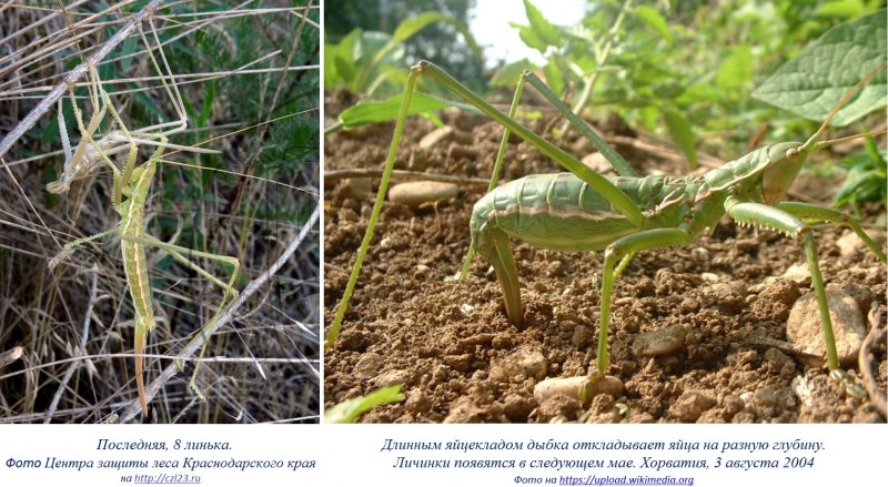 Дыбка Степная Самарская область