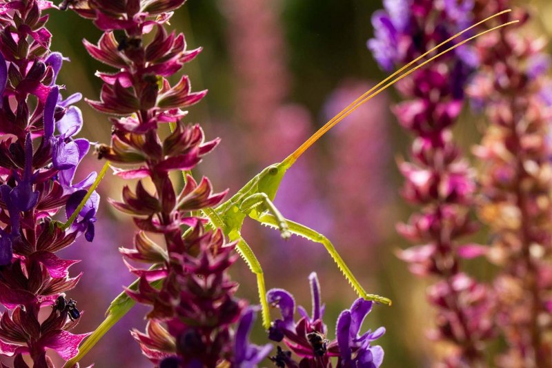 Насекомые степи России