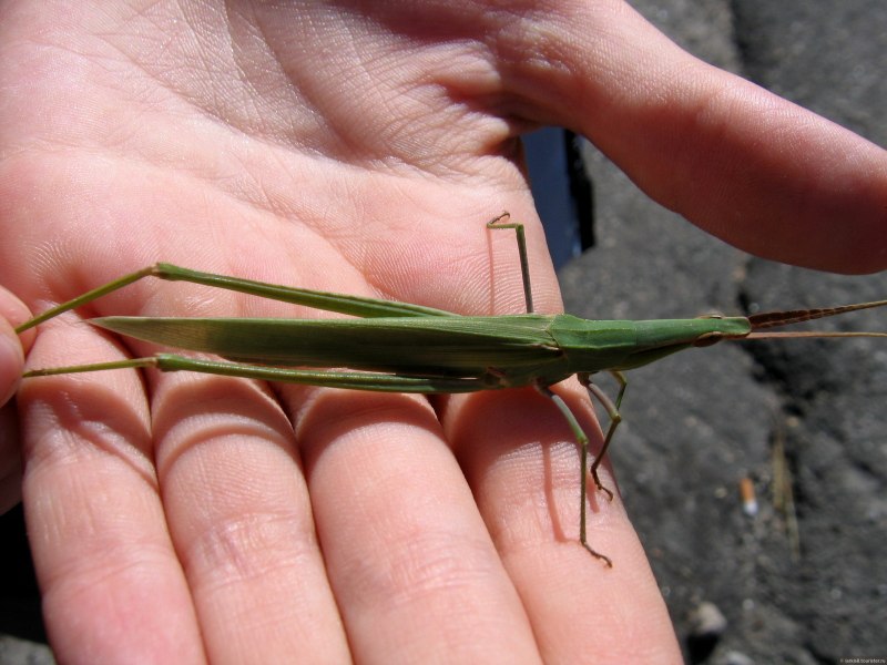 Дыбка Владимир Александрович
