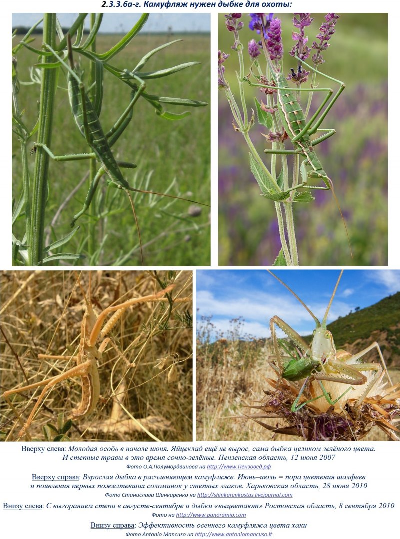 Скачок Степной кузнечик