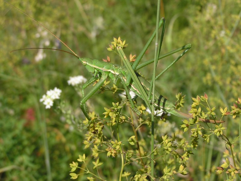 Ямская степь Дыбка Степная