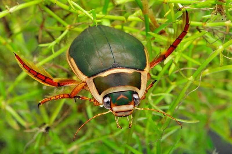 Жук плавунец