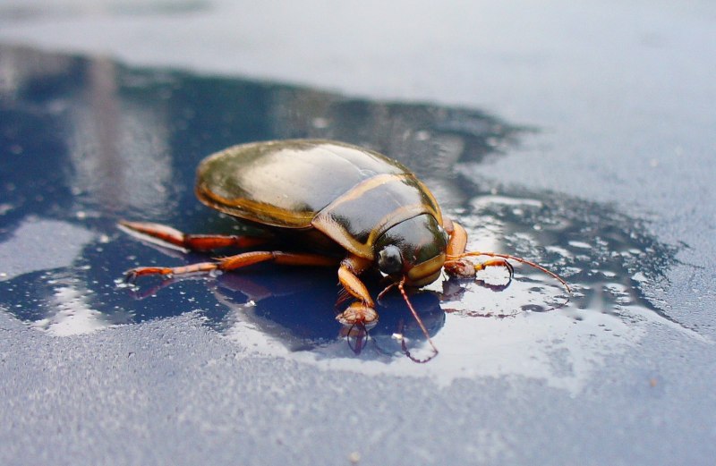 Куколка жука плавунца