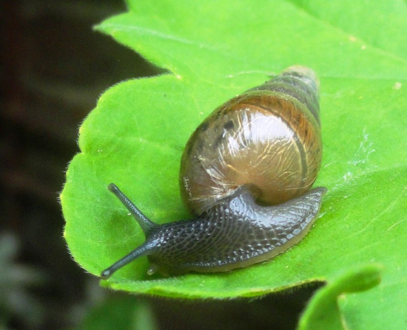 Жук скарабей носорог