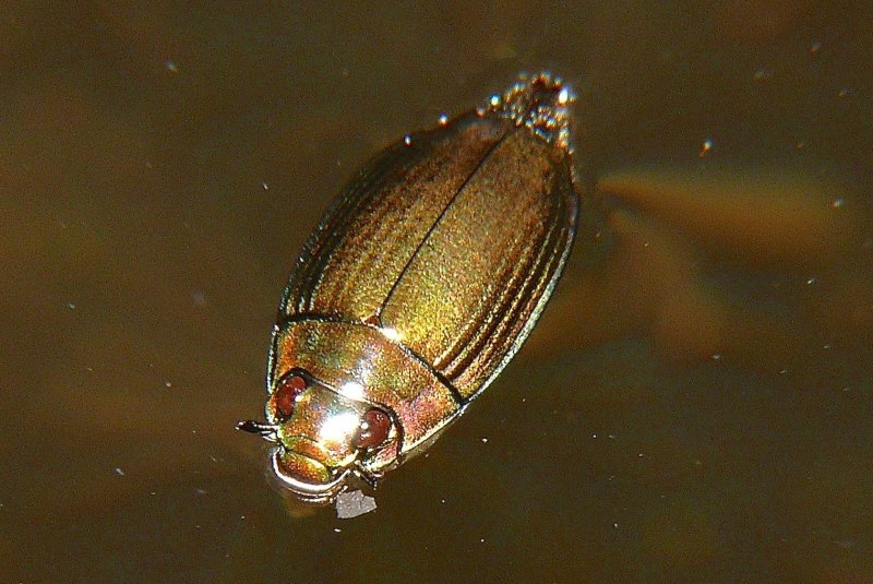 Жук-вертячка (семейство Gyrinidae)