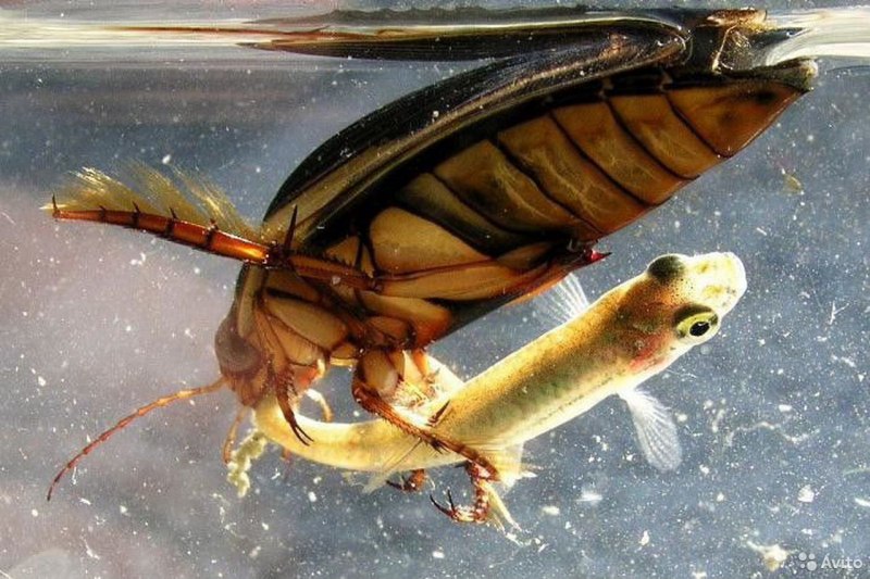 Жук плавунец питается