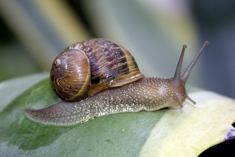 Улитка фото