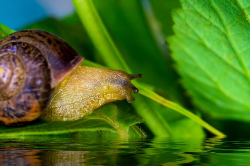 Улитка трёхмостовая