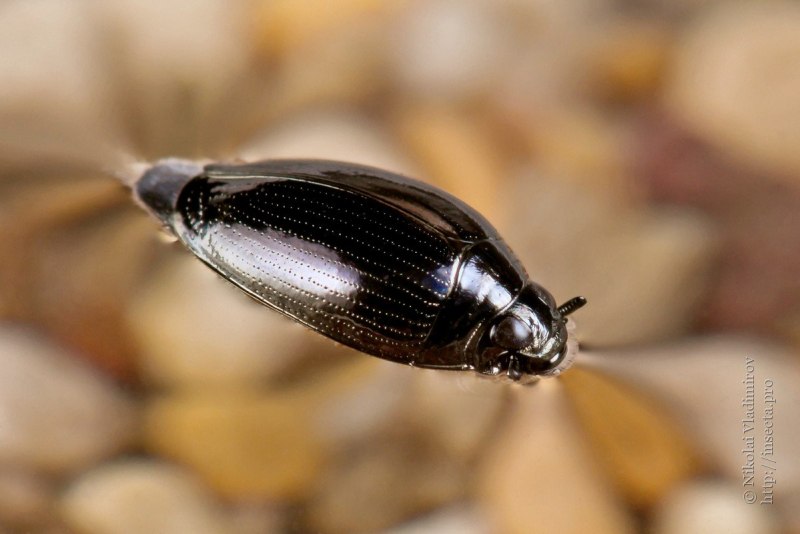 Жук вертячка