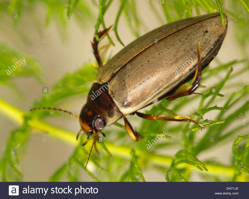 Имаго жука плавунца