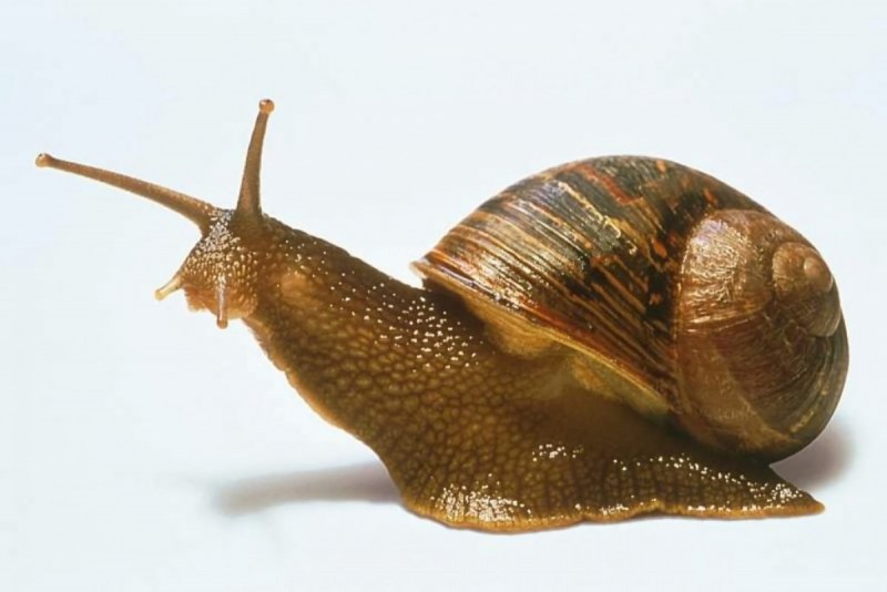 Улитка желтая ампулярия
