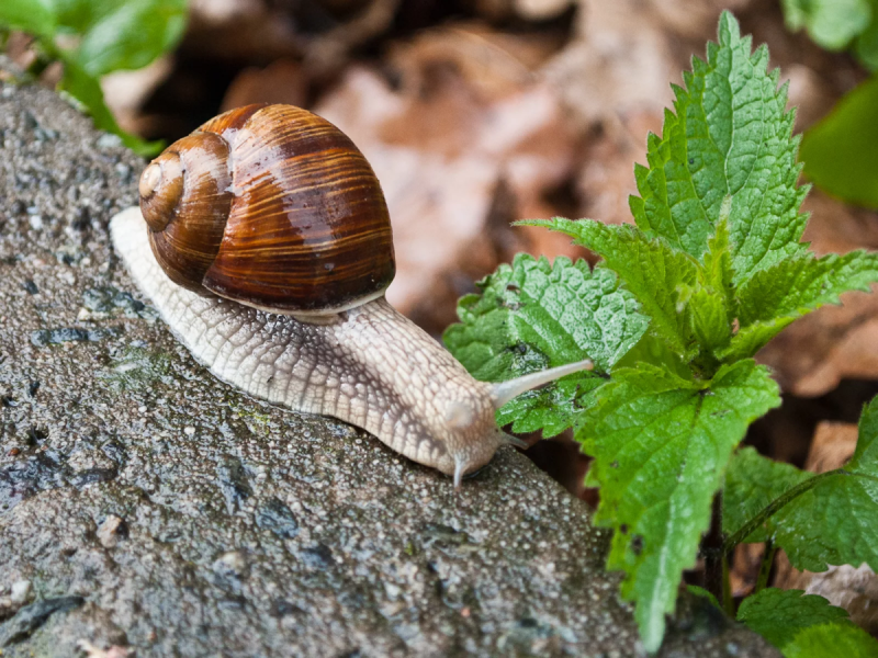 Коричневая улитка