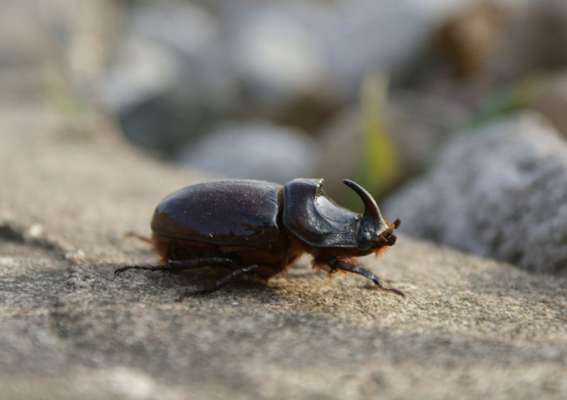 Дубравная улитка