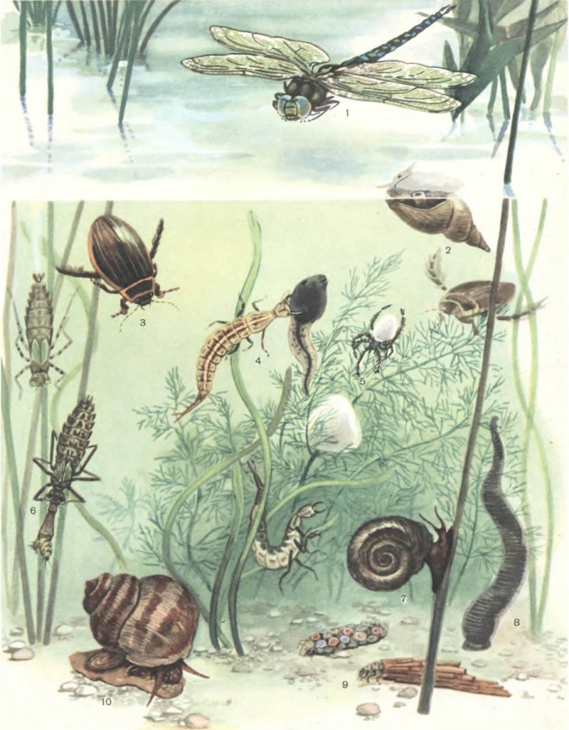 Физа пузырчатая Physa fontinalis