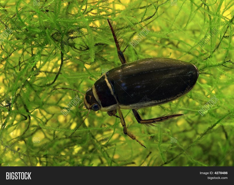 Улитка гастропода