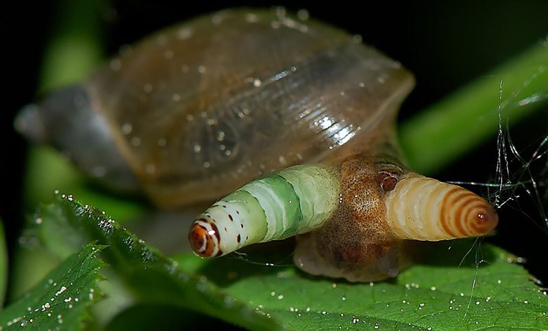 Улитка биомфолария