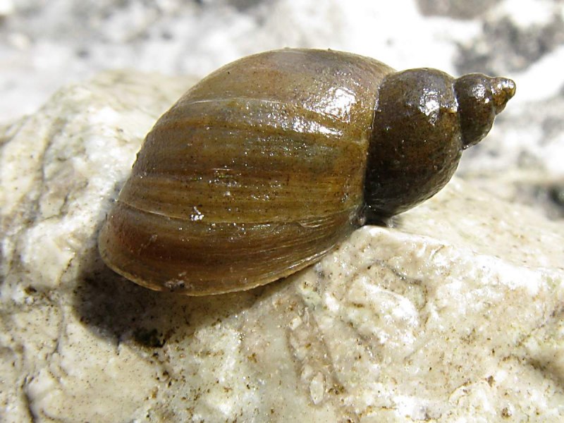 СЛИЗНЯК прудовик