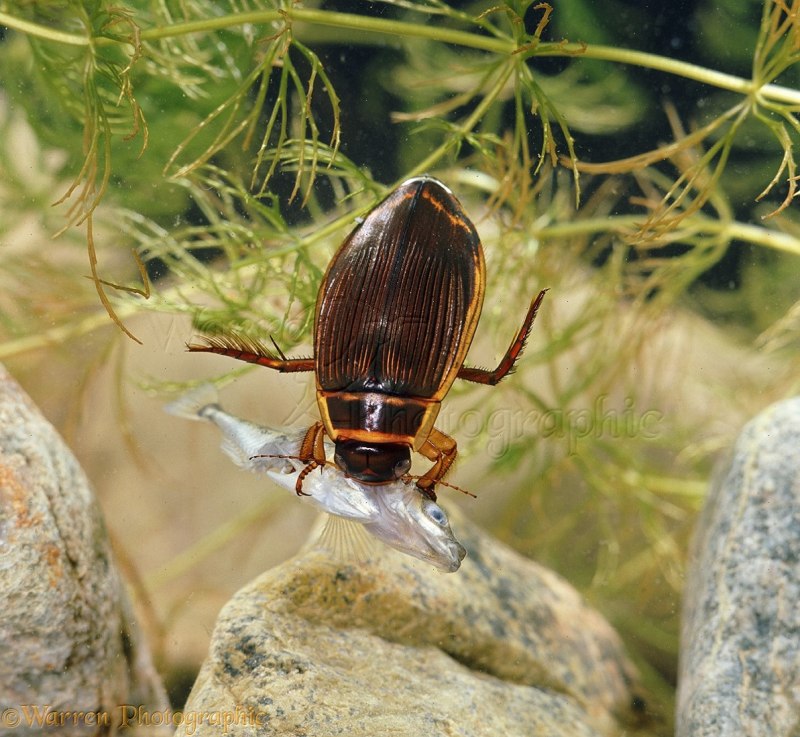 Жук-плавунец окаймленный