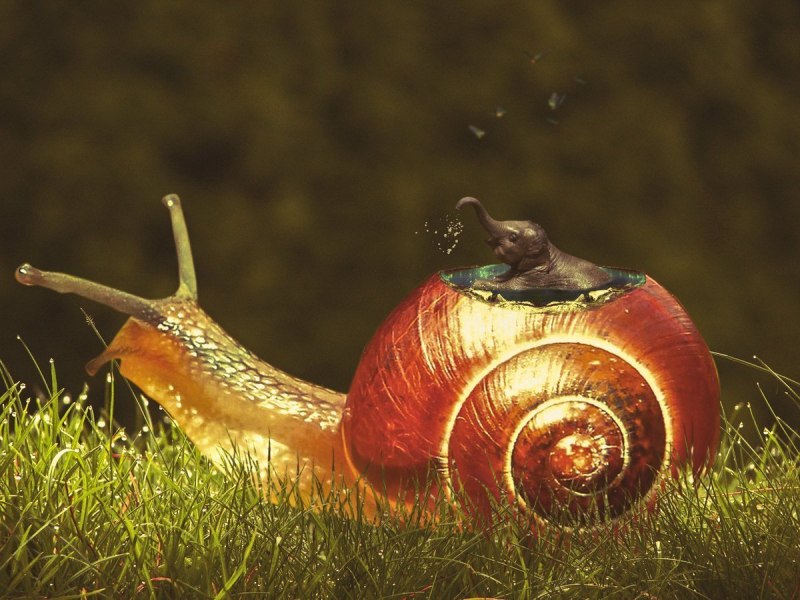 Улитка Билл Пентз