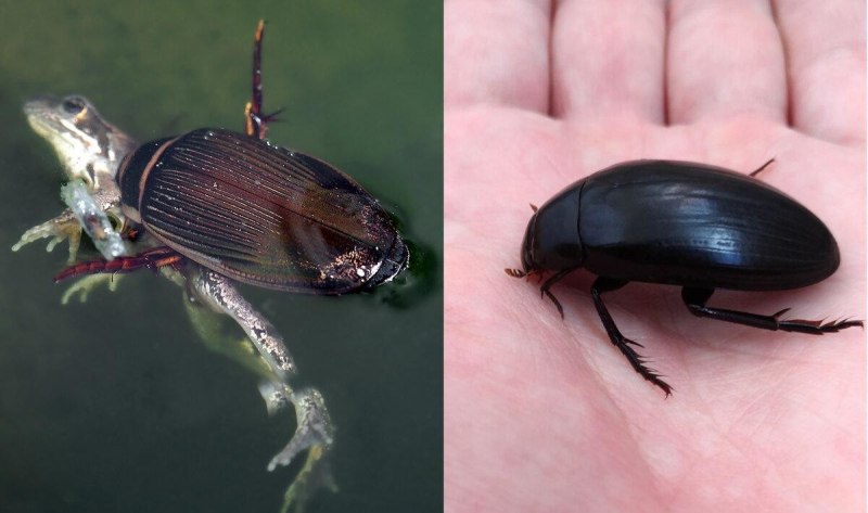 Брюхоногие моллюски бентос