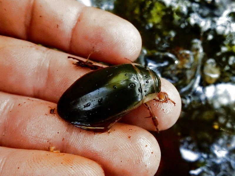 Жук-плавунец окаймленный