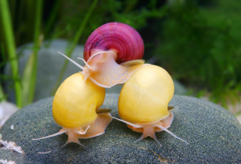 Моллюск Виноградная улитка прудовик