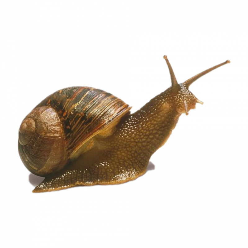 Прудовик Жук