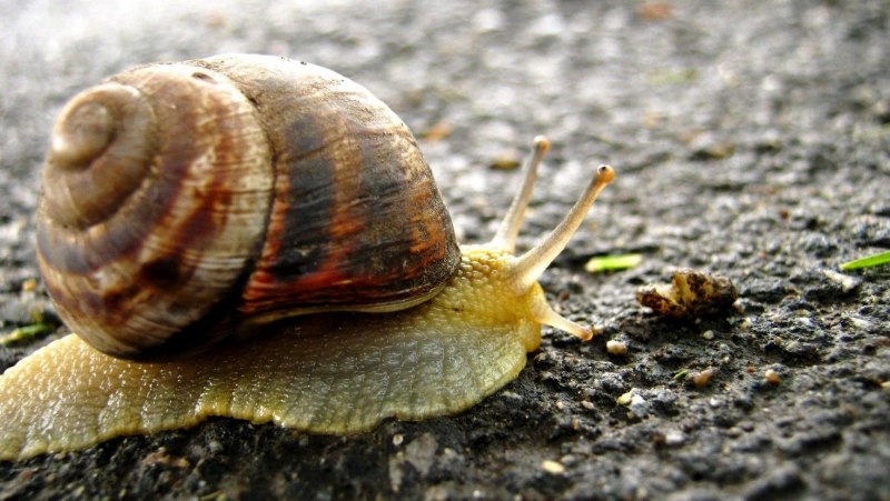 Брюхоногие моллюски (улитки)