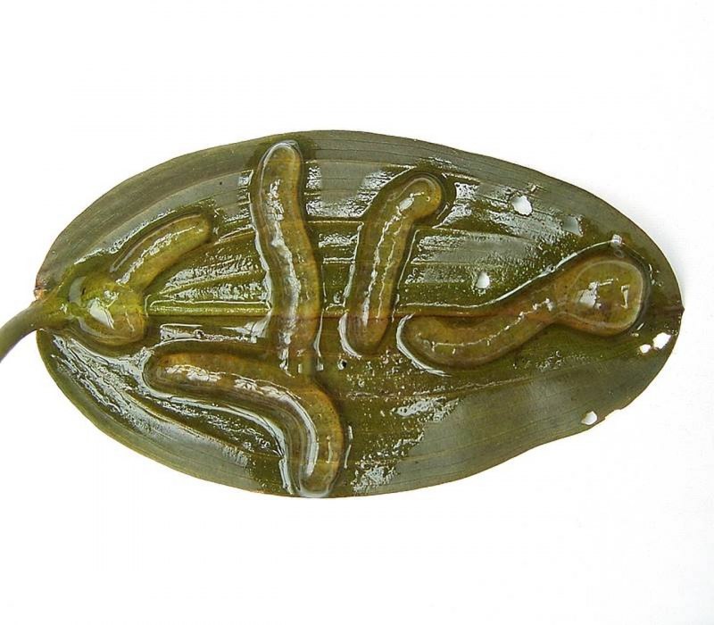 Икра улитки прудовика