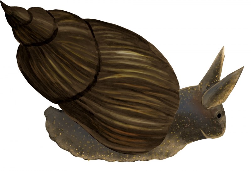 Улитка прудовик