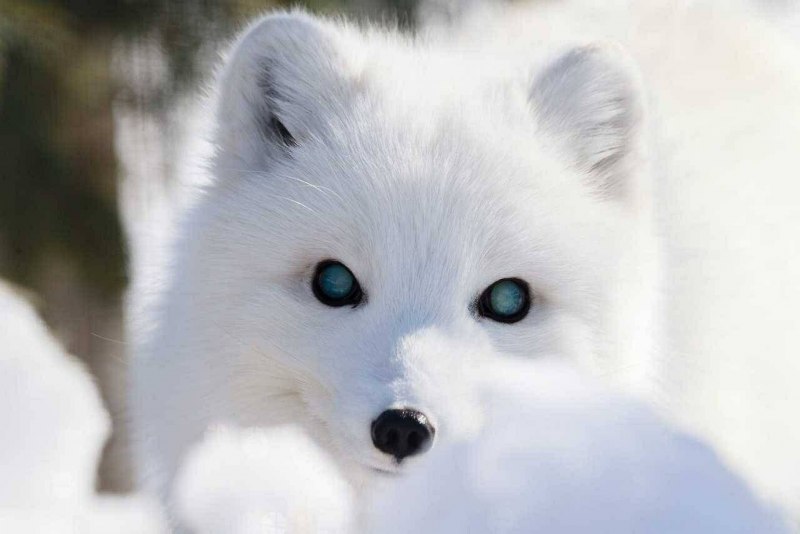 Песец фенек и лиса