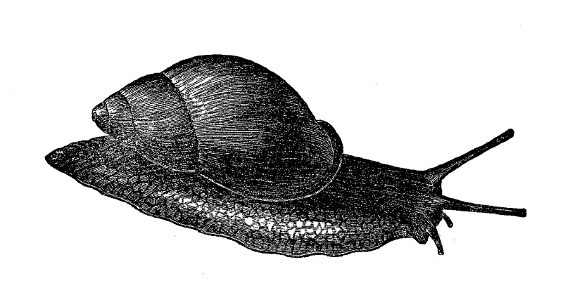 Виноградная улитка и СЛИЗЕНЬ