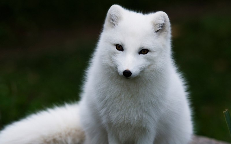 Песец и волк