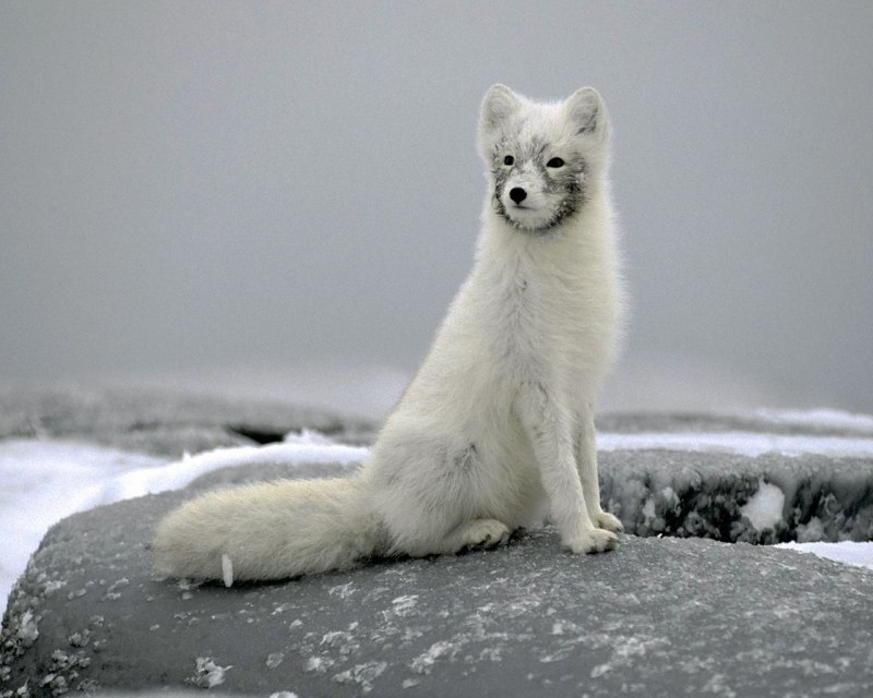 Песец эскиз