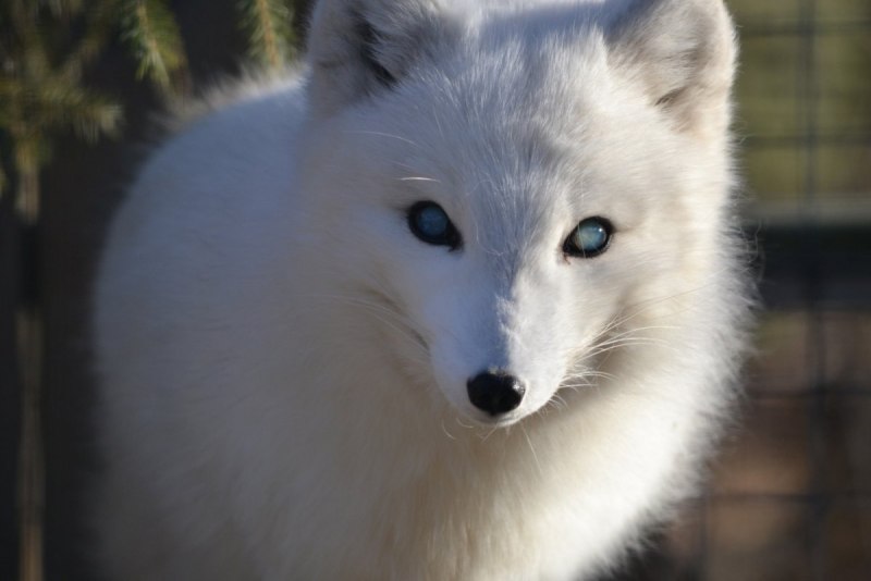 Лисица Хоккайдо альбинос