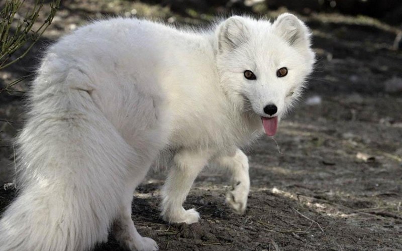 Медновский песец белый