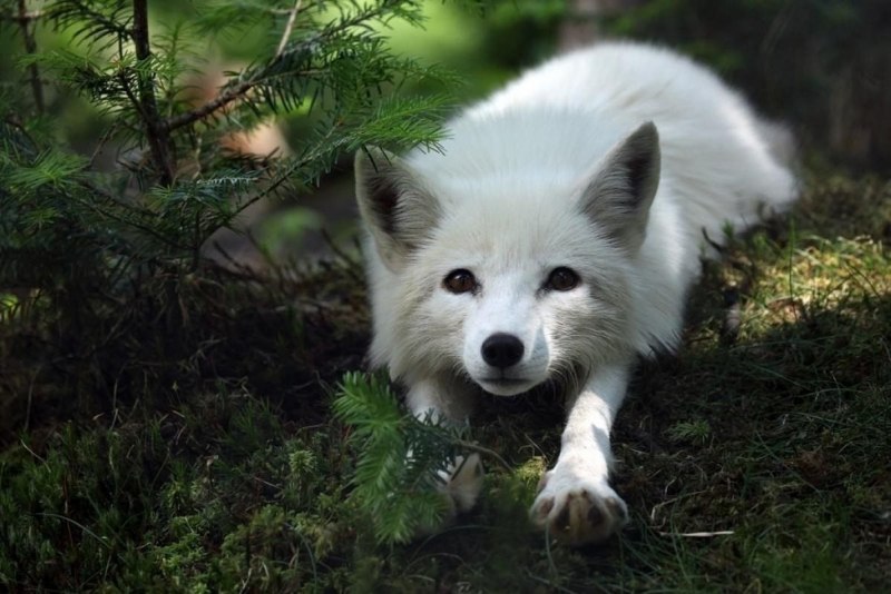 Arctic Fox английский песец