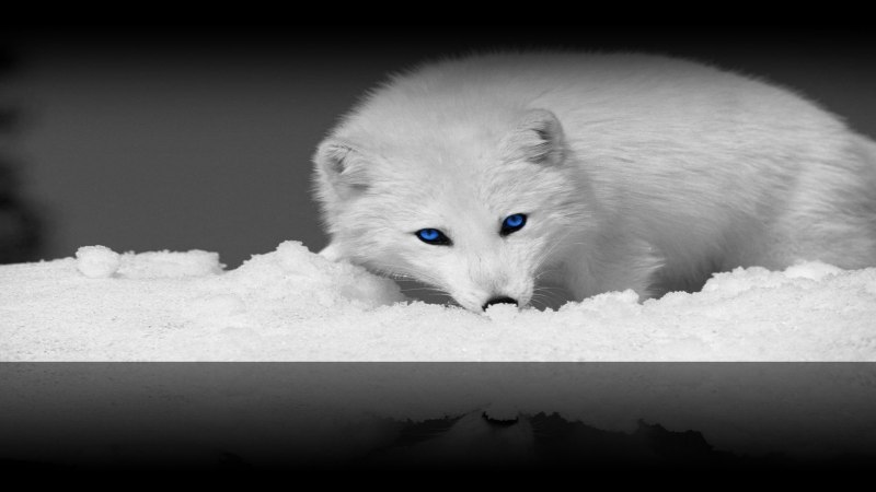 Норник песец