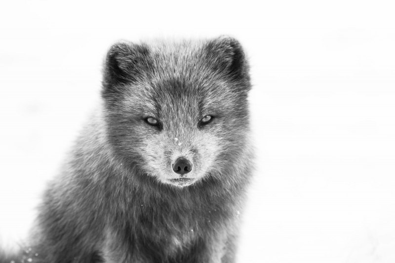 Белый песец в Арктике