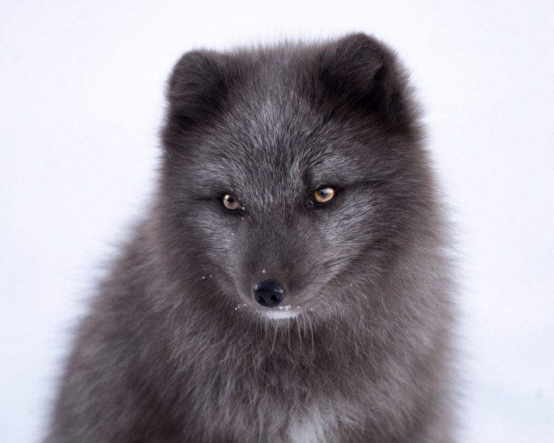 Медновский голубой песец Alopex lagopus semenovi