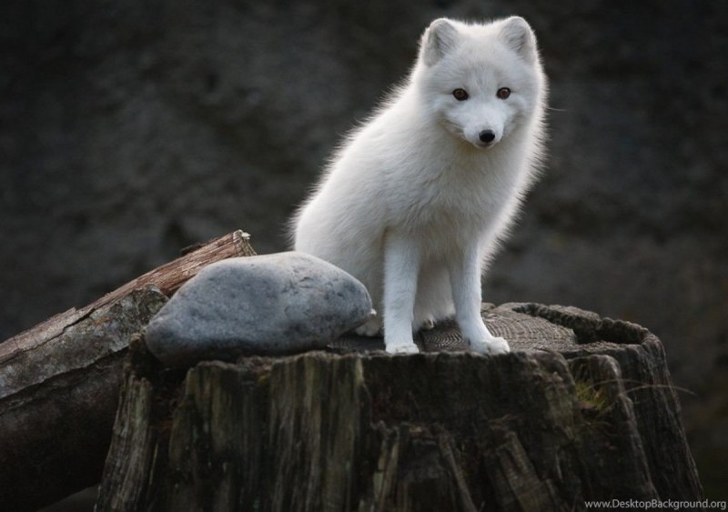 Песец альбинос