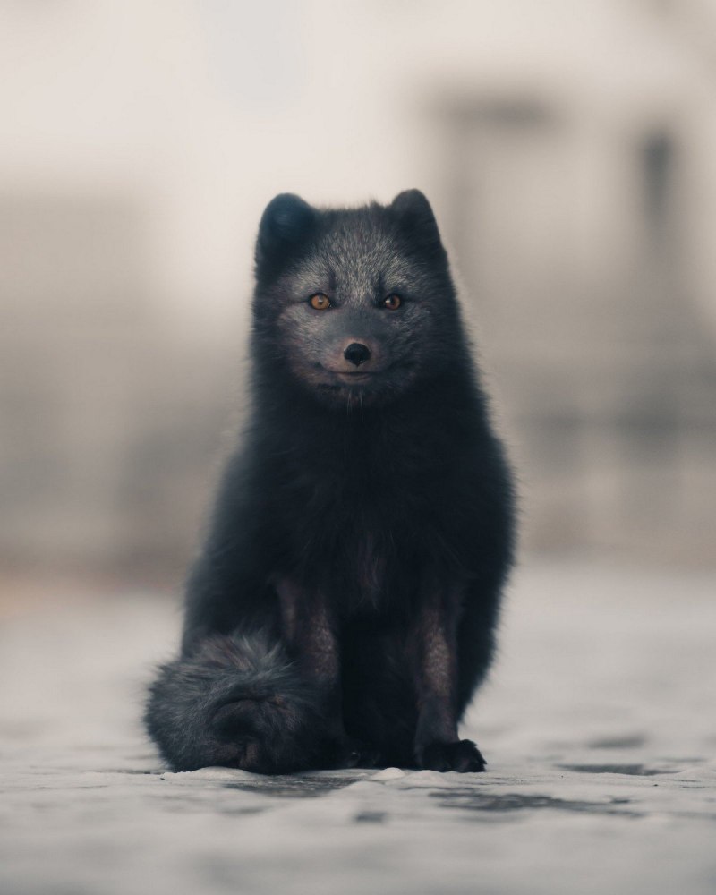 Вуалевый песец