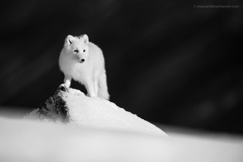 Песец Норвегия