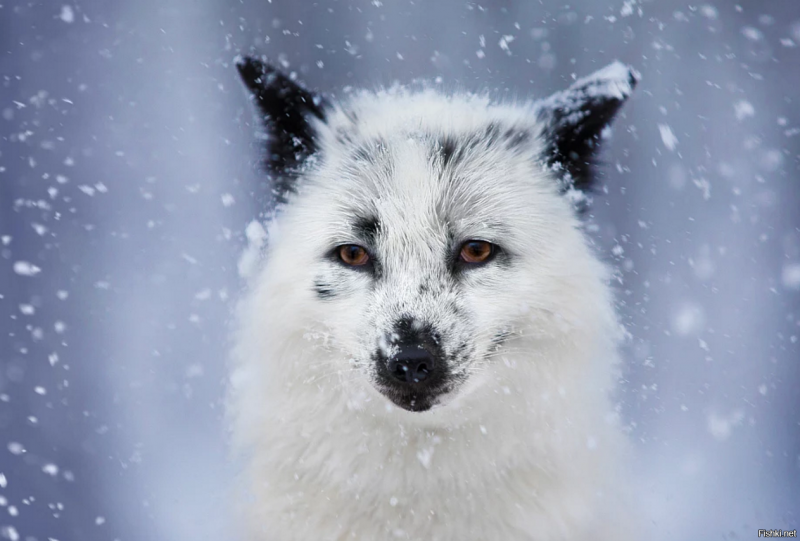 Детеныш песца