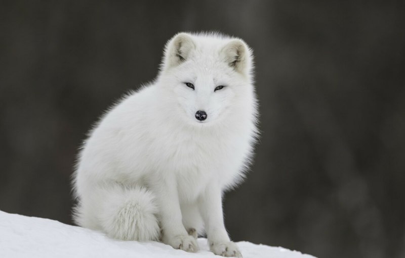 Песец вуалевый песец