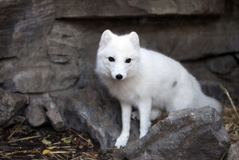 Финвал песец Арктика