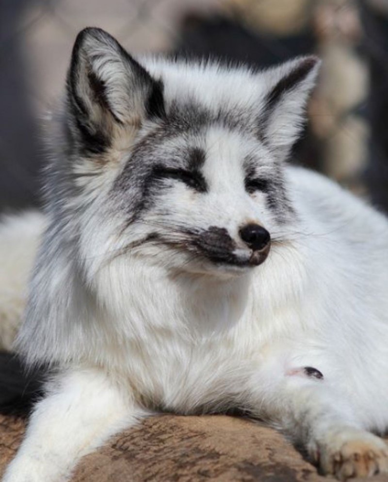 Мраморная лиса (Marble Fox)
